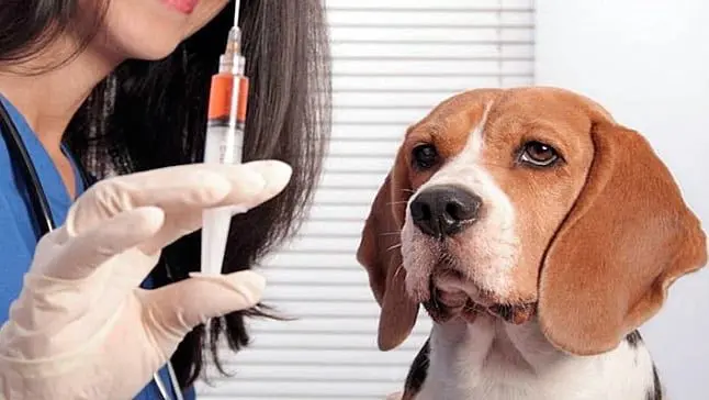 perro en el vete