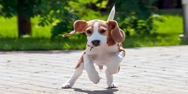 cachorro jugando en la calle