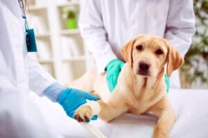 perro tras sesion de quimioterapia