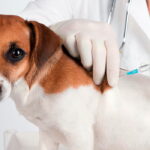 perro vacunandose