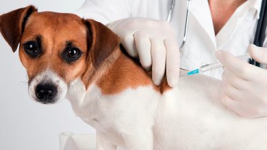 perro vacunandose