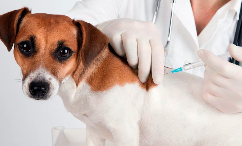 perro vacunandose