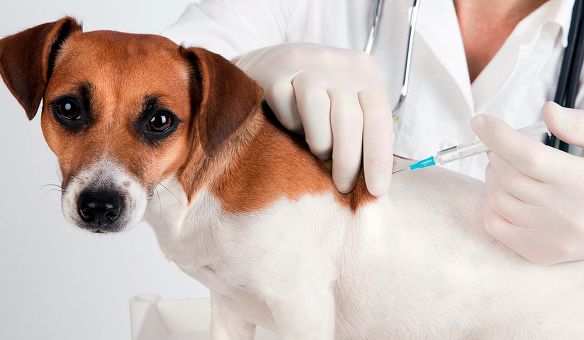 vacuna giardia perros efectos secundarios)