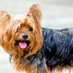 perro yorkshire terrier