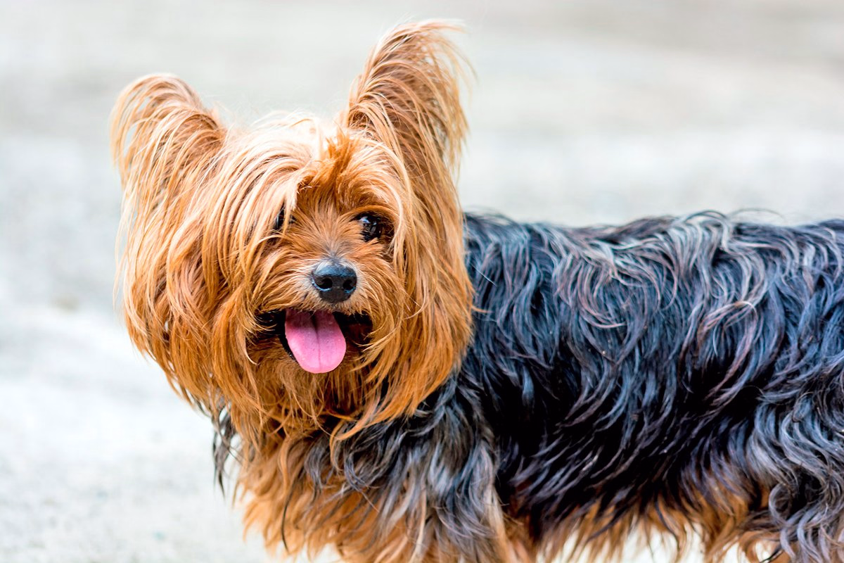 perro yorkshire terrier