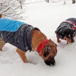 perros comiendo nieve