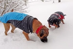 perros comiendo nieve