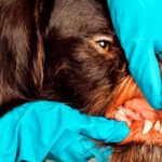 revision de boca de un perro por el veterinario