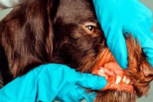 revision de boca de un perro por el veterinario