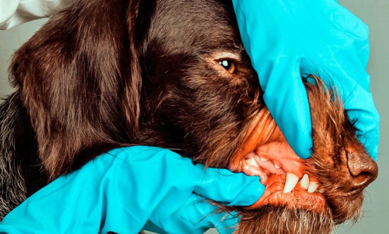 revision de boca de un perro por el veterinario