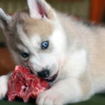 perro comiendo carne cruda