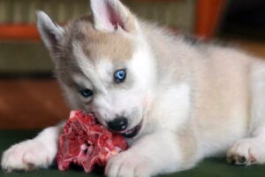 perro comiendo carne cruda