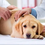 perro con artritis en el veterinario