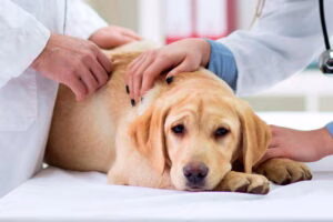 perro con artritis en el veterinario