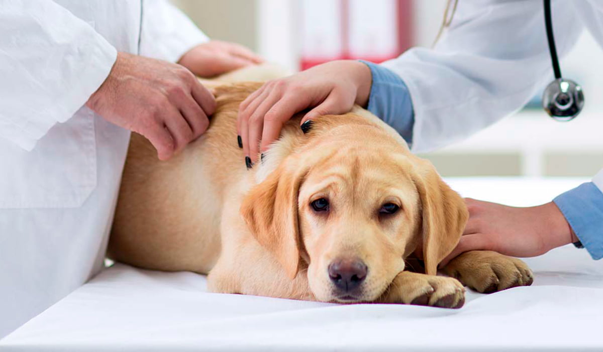 perro con artritis en el veterinario