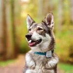 perro perdido monte