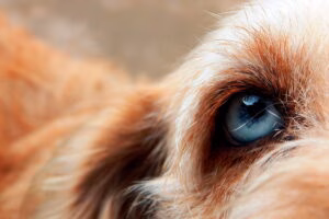 ojo de un perro
