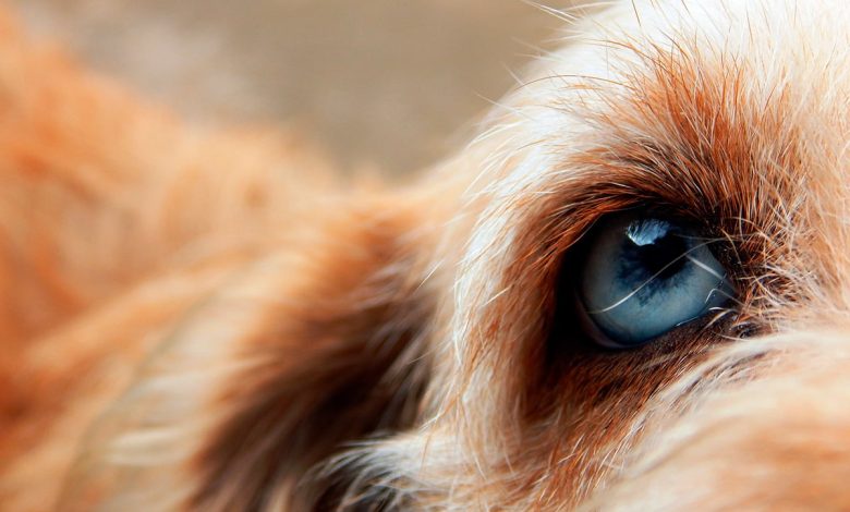 ojo de un perro