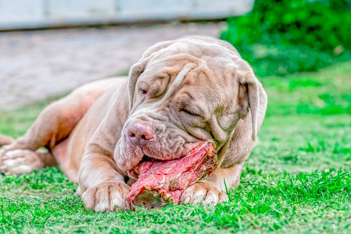perro comiendo carne cruda