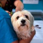 perro con leucemia en el veterinario