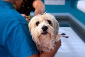 perro con leucemia en el veterinario