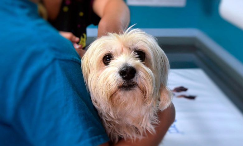 perro con leucemia en el veterinario