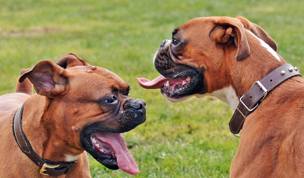 perros braquicefailos de raza boxer