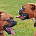 perros braquicefailos de raza boxer