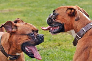 perros braquicefailos de raza boxer