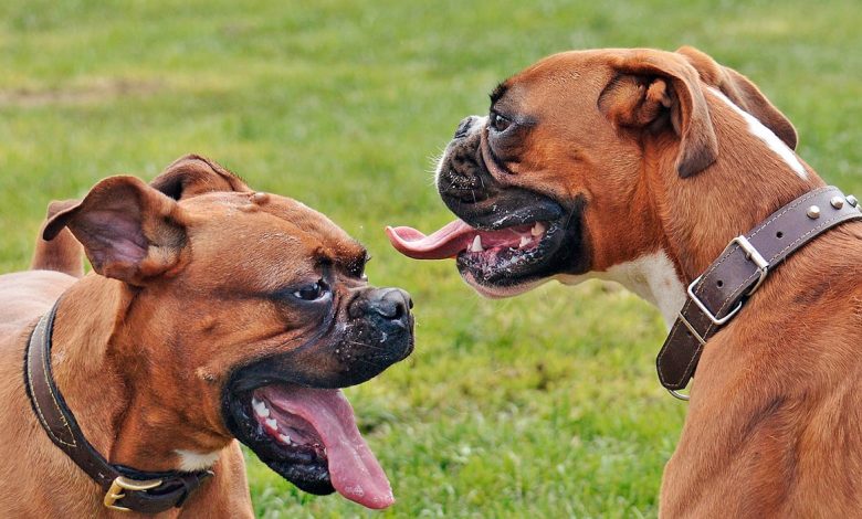 perros braquicefailos de raza boxer
