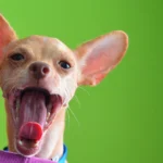 perro bostezando