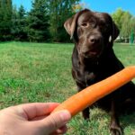 perro esperando una zanahoria para comersela