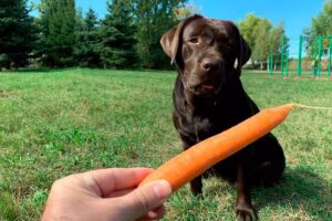 perro esperando una zanahoria para comersela