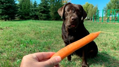 perro esperando una zanahoria para comersela