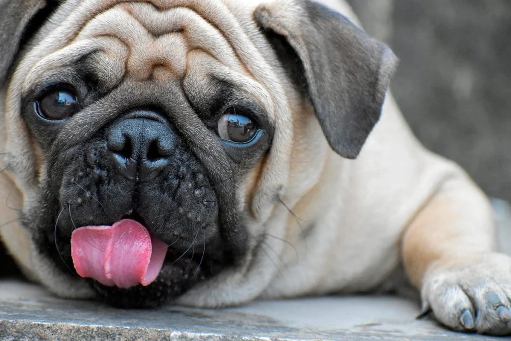 perro pug con granos en el hocico