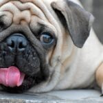 perro pug con granos en el hocico
