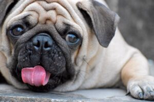 perro pug con granos en el hocico