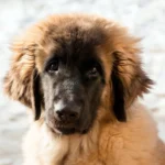 cachorro de perro