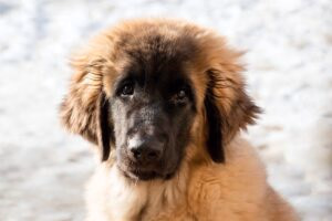 cachorro de perro