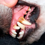 dientes de perro con sarro
