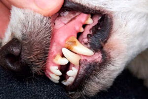 dientes de perro con sarro