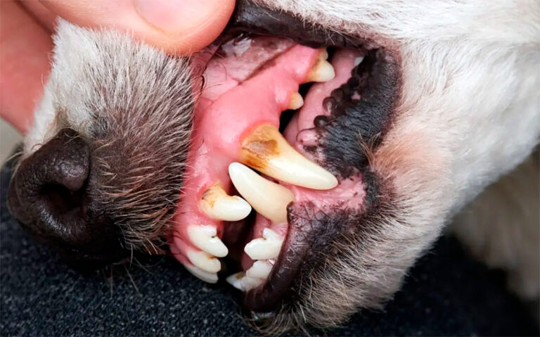 dientes de perro con sarro