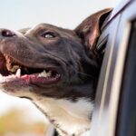 perro en coche