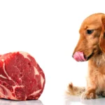 perro junto a carne