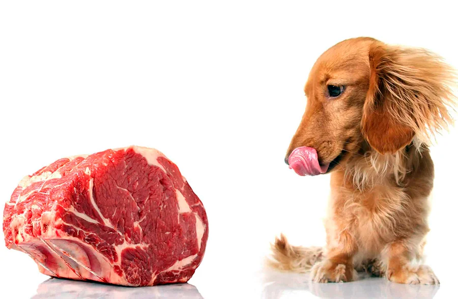 perro junto a carne