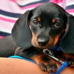 cachorro sobre los brazos de su humano