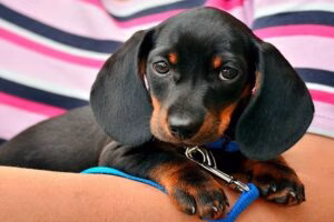 cachorro sobre los brazos de su humano