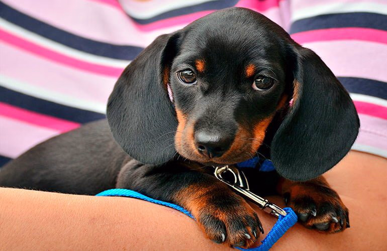 cachorro sobre los brazos de su humano