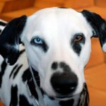 perro dalmata con heterocromia