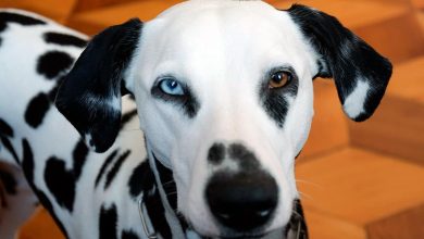 perro dalmata con heterocromia